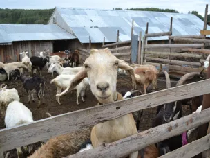 В Нижегородской области стартовал прием заявок на получение гранта «Агротуризм»